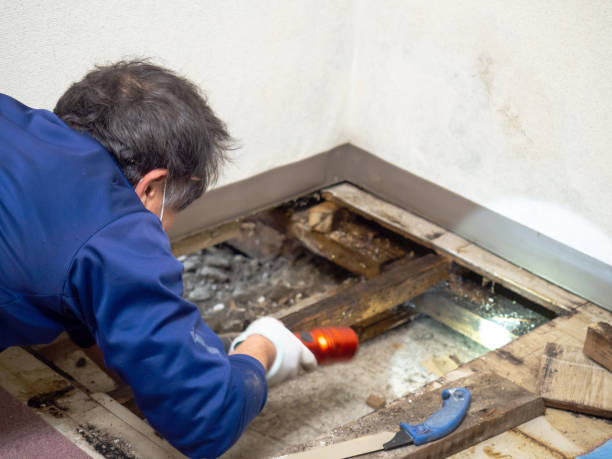 Best Water Damage Restoration  in Mineral Springs, AR