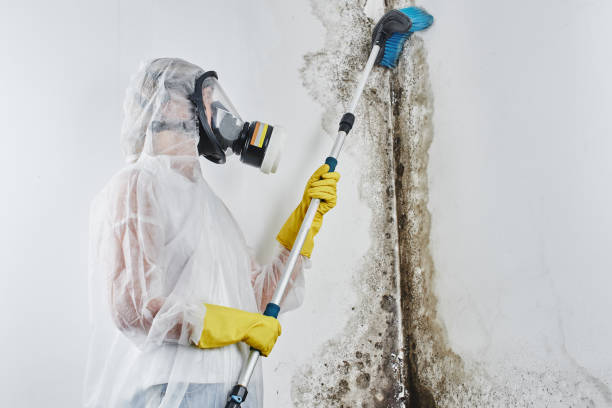 Mold Removal Process in Mineral Springs, AR