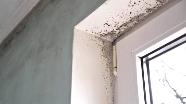 Best Professional Mold Removal  in Mineral Springs, AR