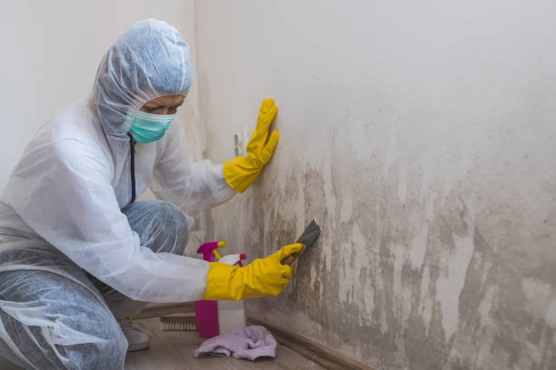 Best Black Mold Removal  in Mineral Springs, AR