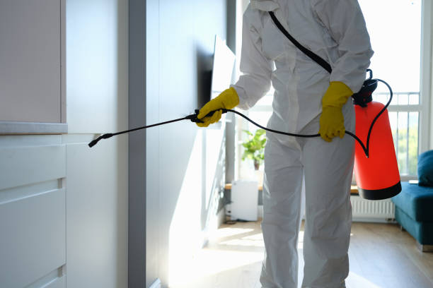 Best Attic Mold Removal  in Mineral Springs, AR