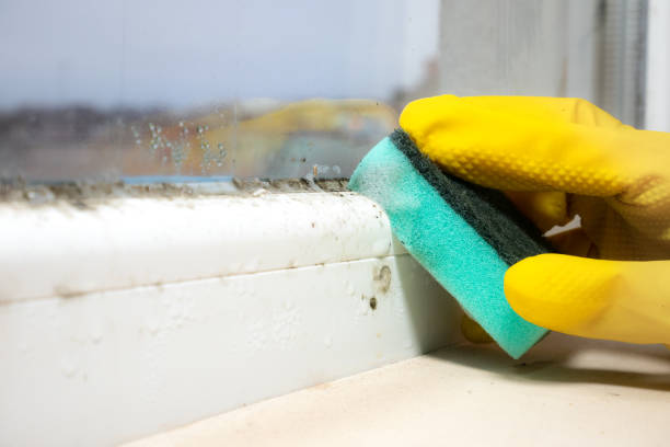 Best Home Mold Removal  in Mineral Springs, AR