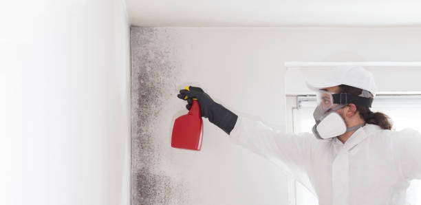 Best Mold Removal Company Near Me  in Mineral Springs, AR
