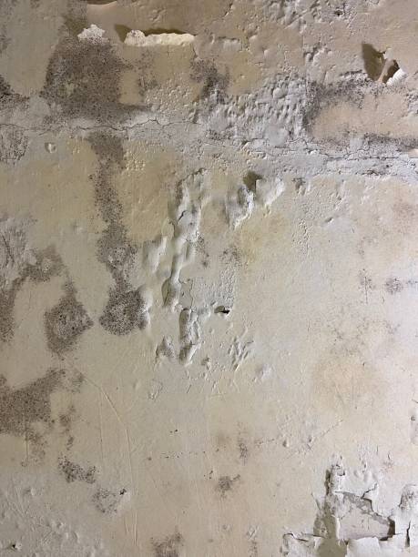 Best Mold Testing  in Mineral Springs, AR