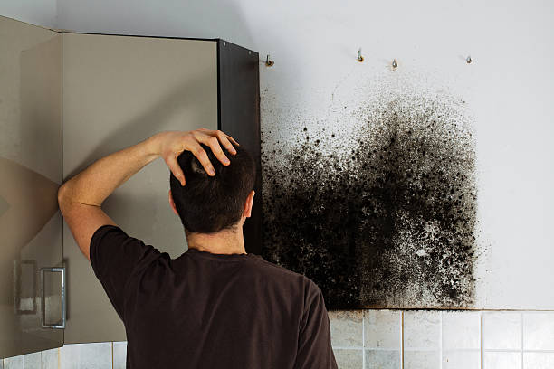 Best Mold Cleaning Services  in Mineral Springs, AR