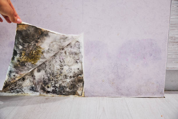 Professional Mold Removal in Mineral Springs, AR